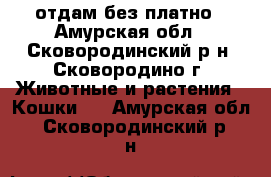 отдам без платно - Амурская обл., Сковородинский р-н, Сковородино г. Животные и растения » Кошки   . Амурская обл.,Сковородинский р-н